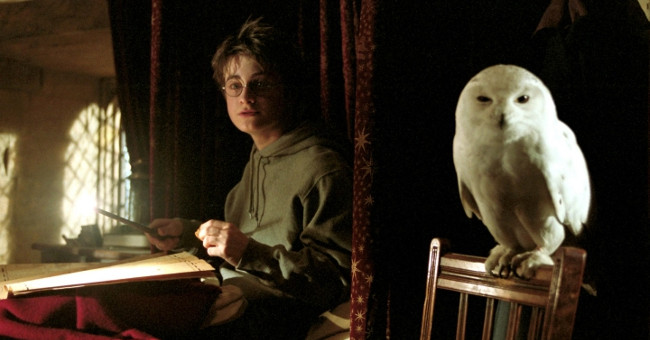'Harry Potter' puts the Asian owl in danger