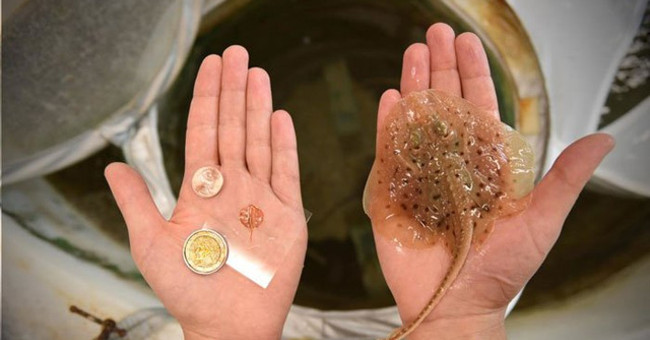 Harvard University built stingray robots from mouse heart cells
