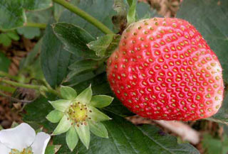 Harvesting and preserving strawberries