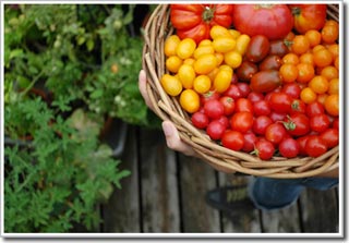 Harvesting and preserving tomatoes
