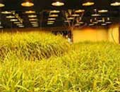 Harvesting rice underground