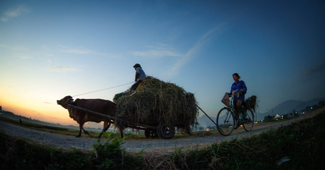 Harvesting season in the Northern field
