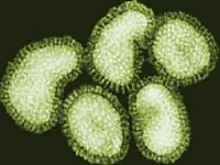 Has the H5N1 virus changed?