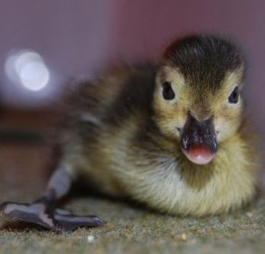 Hatching up the world's rarest duck