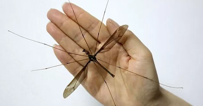 Hate the mosquito bigger than the hand in China