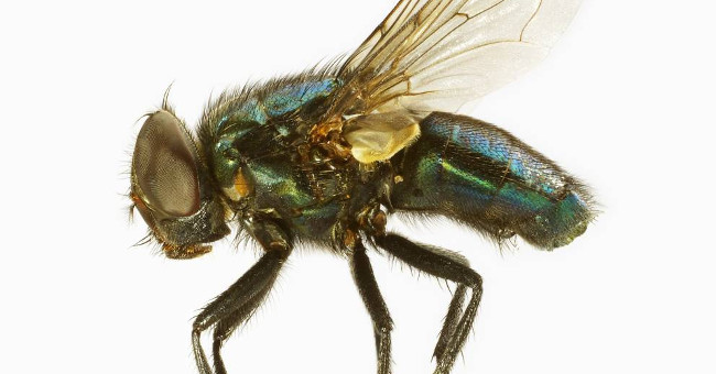 Hateful flies are far more dangerous than you think