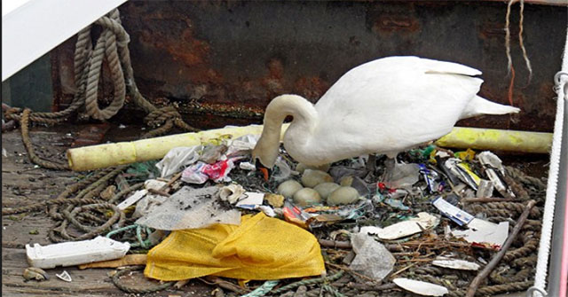 Haunting behind the whimsical white swan nest