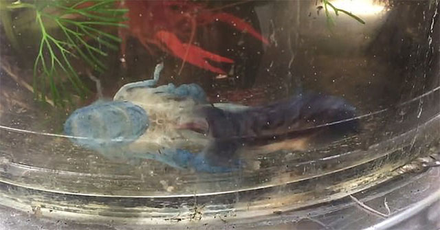 Have you ever seen a shrimp molting?  It's impressive like this!