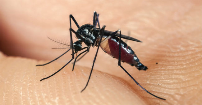 Have you ever wondered: Where do mosquitoes go?