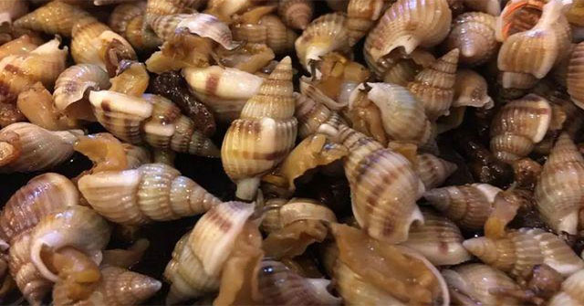 Having a snail that is more toxic than arsenic, ingesting can live plants for life