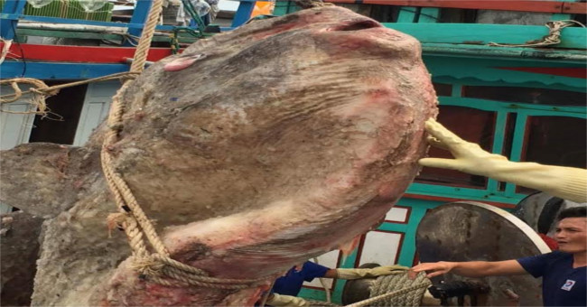 Having just released the moon fish, the fishermen have caught another big son never seen