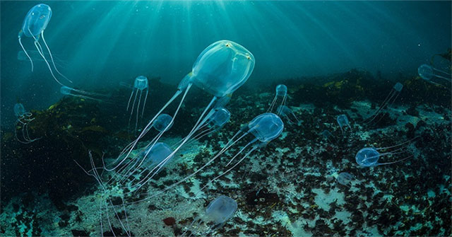 Hawaii closed the beach because jellyfish invaded massively