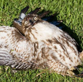 Hawks lie on their backs because they are too full to eat