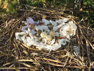 Hawks lined the nest with plastic bags