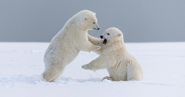 Hazardous waste can cause bisexual syndrome in polar bears