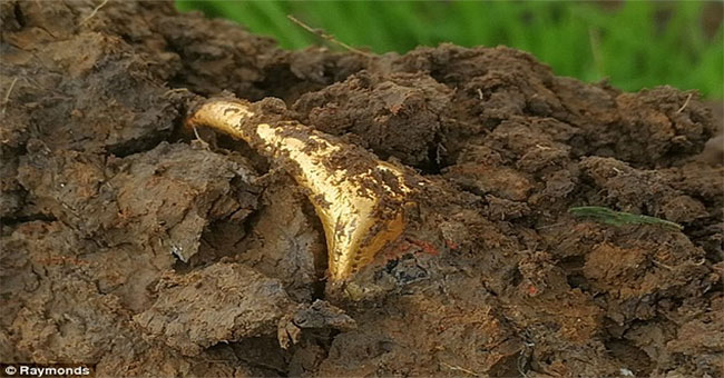 He: Accidentally found an extremely rare ancient gold ring in the field