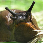 He alerted the giant foreign snail to destroy the garden