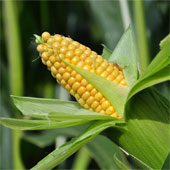 He called on the EU to approve genetically modified corn by voting