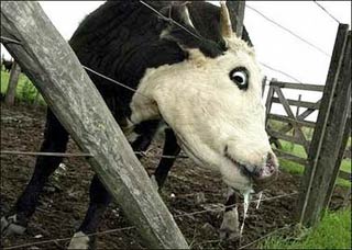 He: 'Fearless' because of new foot and mouth disease
