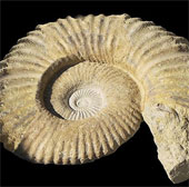 He published the first online fossil library