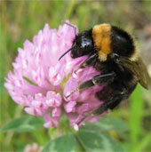 He successfully preserved short-haired bees