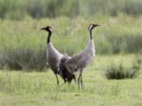 He: The crane returned after 400 years