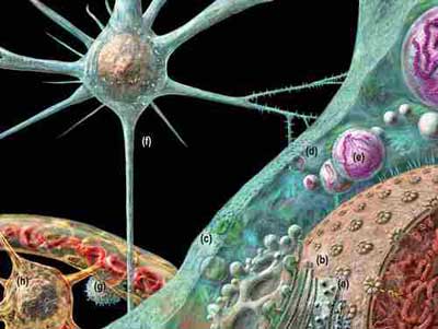 He: warns a kind of animal brain disease that can infect humans