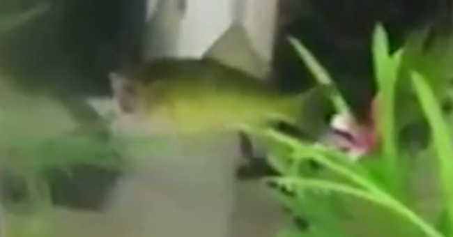 Headless goldfish swim around the water tank for three days