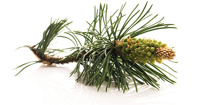 Healing effects of Korean red pine oil