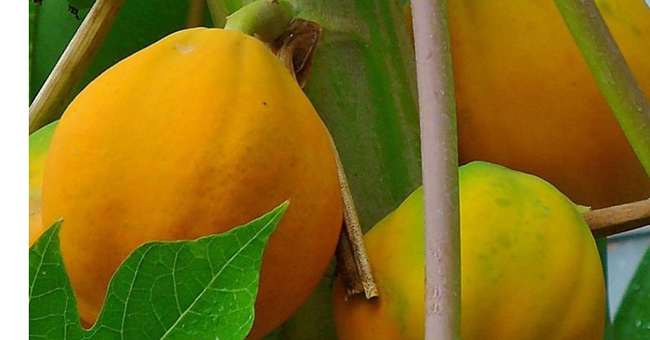 Healing effects of papaya