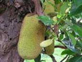 Healing from jackfruit trees