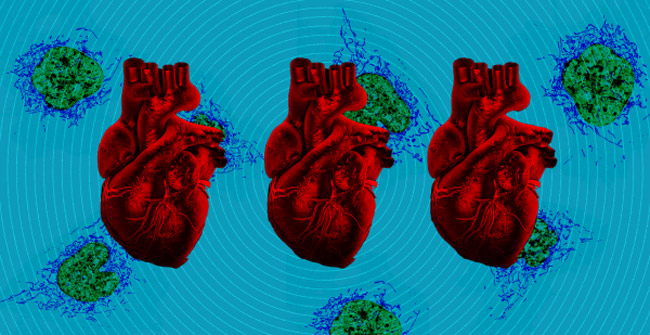 Healing heart damage in newborns through mitochondrial implants