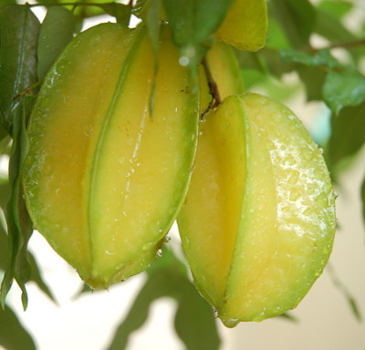Healing plants should be grown indoors