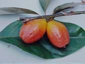 Healing with fruit