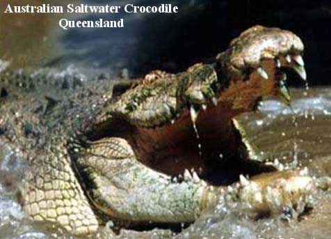 Health crocodile jaw like?