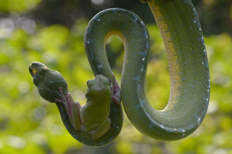 Heart to see frogs even climbing giant python