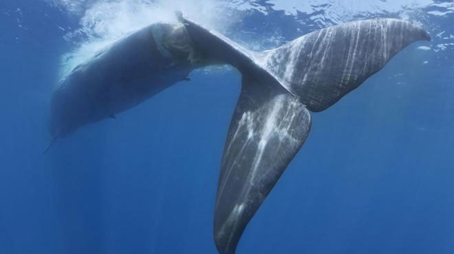 Heartbreaking image of the death of blue whale