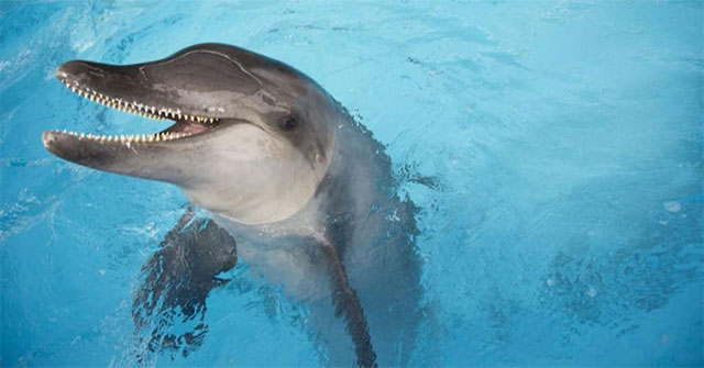 Heartbreaking picture: The stranded dolphin in Florida is full of plastic waste in the abdomen