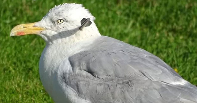 Heartbroken image of gulls were pierced by arrows