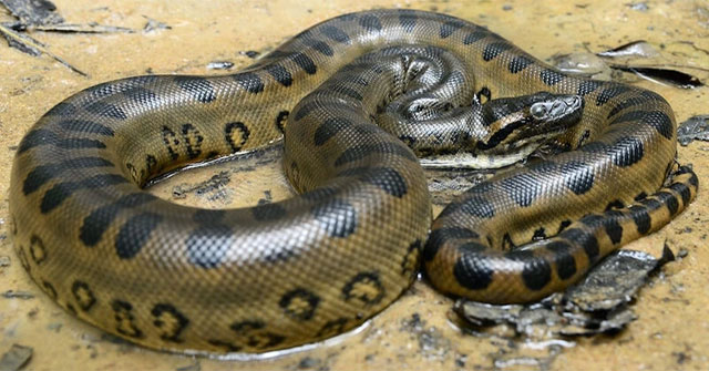 Heart-pounding when confronting a 'legless monster' in the river bed