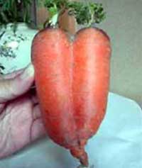 Heart-shaped carrots