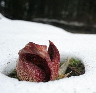 Heat plants melt ice