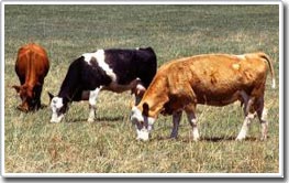 Heat prediction model for cattle