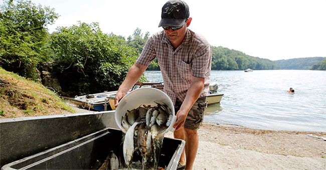 Heat waves cause fish to die in mass in Switzerland