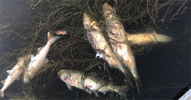 Heat waves heat up water and cause salmon to die in Alaska