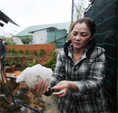 Heavy hail in Da Lat caused heavy damage