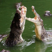 Heavy rain helps tens of thousands of crocodiles to live