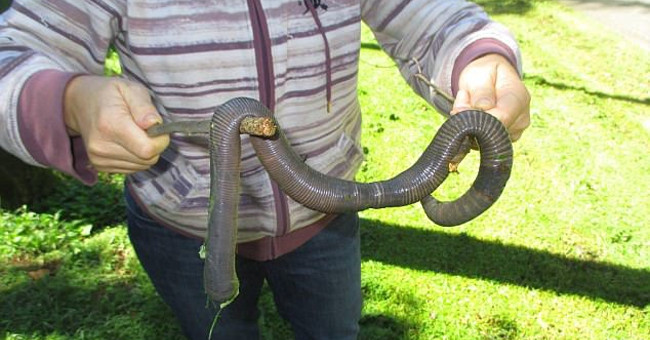 Heavy rain in Australia revealed the giant earthworm who came across it thought it was solid