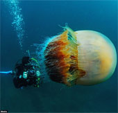 'Heavy shock' with giant jellyfish on the seabed