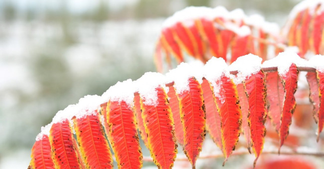 Heavy snowfall on Chinese streets is unusually mid-autumn